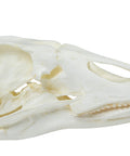 Craniu, gâscă domestică (Anser spec.)