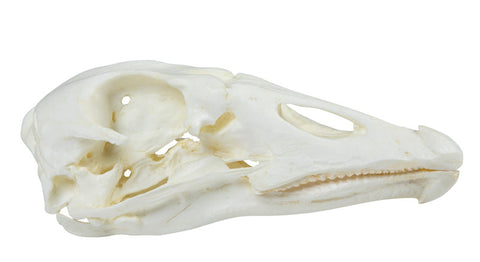 Craniu, gâscă domestică (Anser spec.)