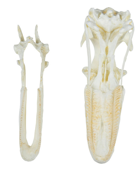 Craniu, gâscă domestică (Anser spec.)