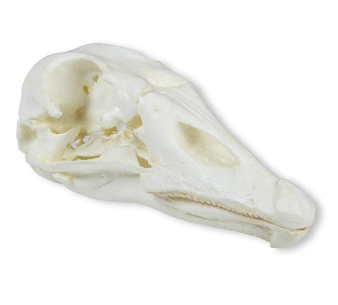 Craniu, gâscă domestică (Anser spec.)