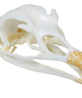 Craniu, curcan (Meleagris gallopavo)