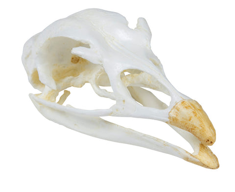 Craniu, curcan (Meleagris gallopavo)