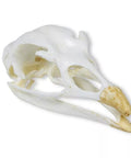 Craniu, Curcan (Meleagris gallopavo)