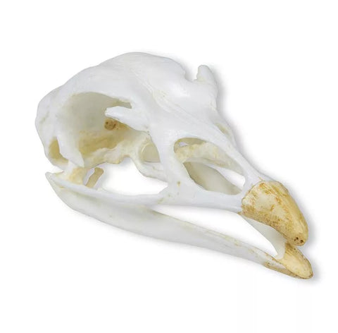 Craniu, Curcan (Meleagris gallopavo)