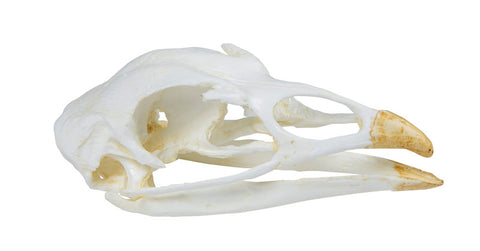 Craniu, curcan (Meleagris gallopavo)