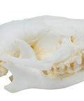 Craniu arici (Erinaceus europaeus)