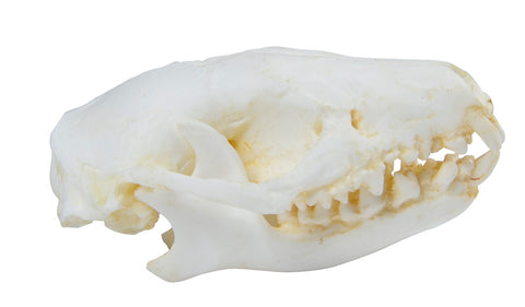 Craniu arici (Erinaceus europaeus)