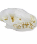 Craniu Arici (Erinaceus europaeus)