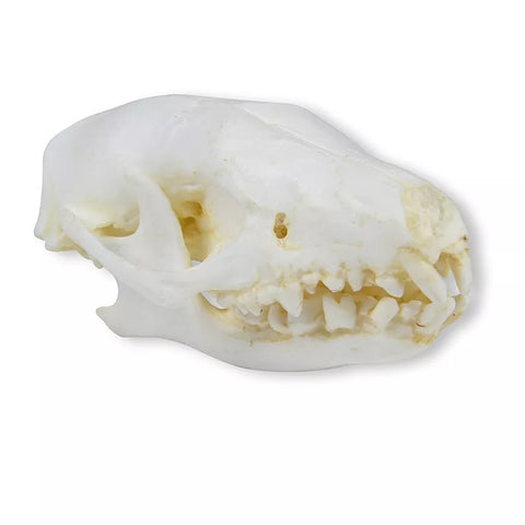 Craniu Arici (Erinaceus europaeus)