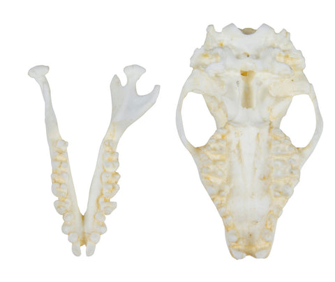 Craniu arici (Erinaceus europaeus)