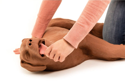 Câine RCP CasPeR