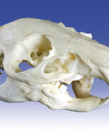 Craniu cobai