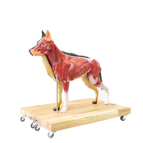 Model de câine (German Shepherd), 11 piese, 2/3 mărime naturală