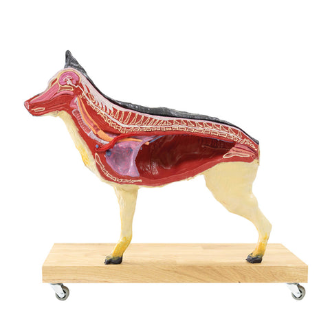 Model de câine (German Shepherd), 11 piese, 2/3 mărime naturală