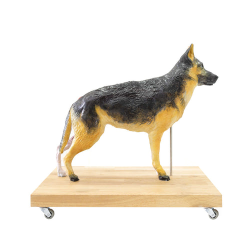 Model de câine (German Shepherd), 11 piese, 2/3 mărime naturală