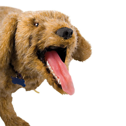 Manechin RCP K-9 Jerry