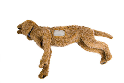 Toracenteză K-9