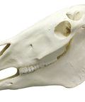 Craniu cal