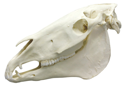 Craniu cal