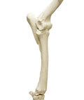Picior frontal cal cu scapulă, articulat pe bază