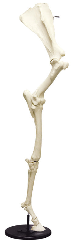 Picior frontal cal cu scapulă, articulat pe bază