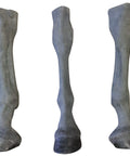 Membru palpare/radiologie echin
