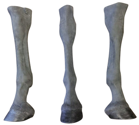 Membru palpare/radiologie echin