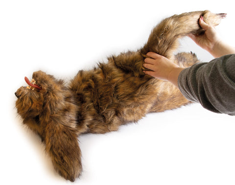 Manechin poziționare canin Rocky