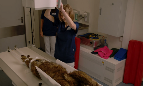 "Rocky" canine positioning manikin