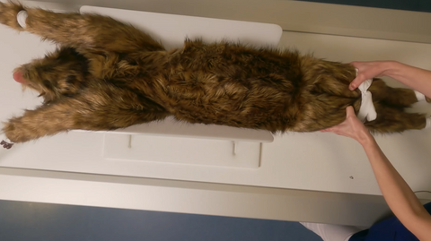 "Rocky" canine positioning manikin