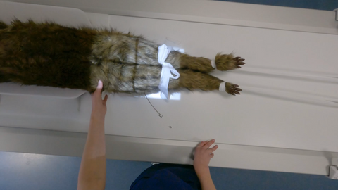 "Rocky" canine positioning manikin