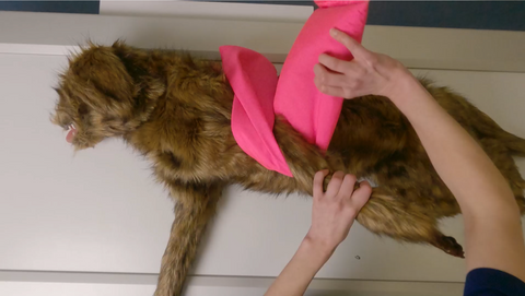 "Rocky" canine positioning manikin