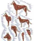 Planșă „Musculatura canină”