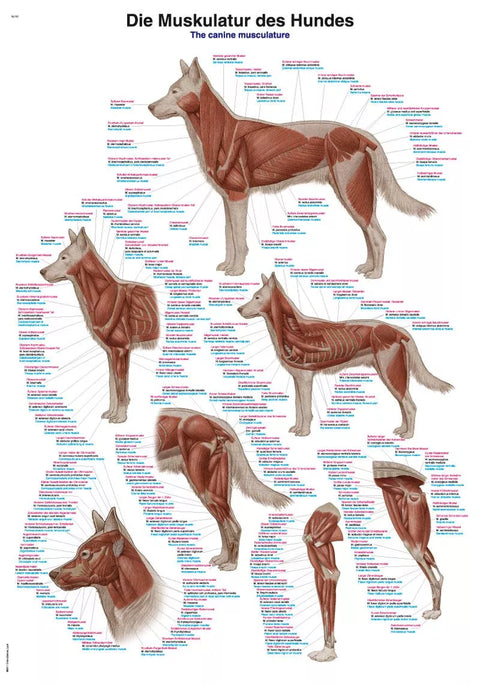 Planșă „Musculatura canină”
