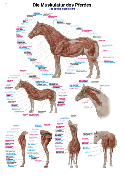 Planșă musculatura calului, 70x100 cm