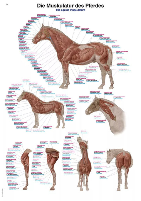 Planșă musculatura calului, 70x100 cm