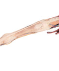 Membrul anterior al calului - mușchi, tendoane, ligamente, vase și nervi distal de articulația genunchiului - 1/3 din dimensiunea naturală