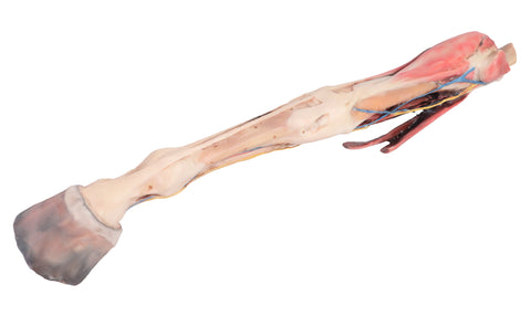 Membrul anterior al calului - mușchi, tendoane, ligamente, vase și nervi distal de articulația genunchiului - 1/3 din dimensiunea naturală