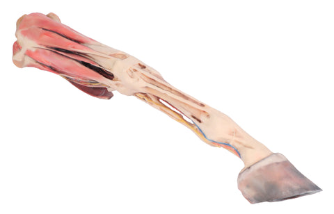 Membrul anterior al calului - mușchi, tendoane, ligamente, vase și nervi distal de articulația genunchiului - 1/3 din dimensiunea naturală