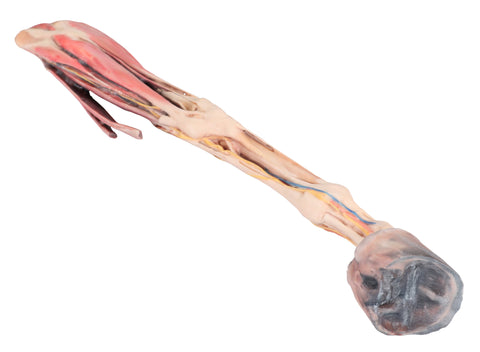 Membrul anterior al calului - mușchi, tendoane, ligamente, vase și nervi distal de articulația genunchiului - 1/3 din dimensiunea naturală