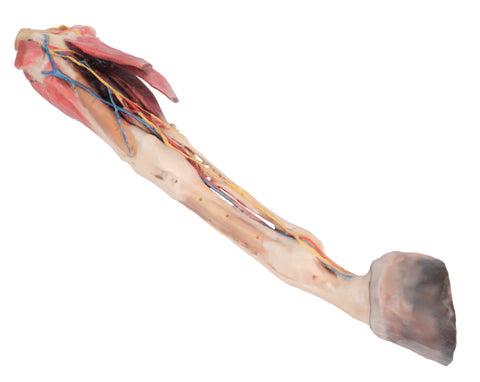 Membrul anterior al calului - mușchi, tendoane, ligamente, vase și nervi distal de articulația genunchiului - 1/3 din dimensiunea naturală