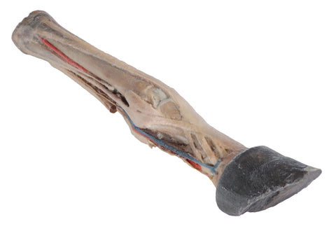 Picior de cal - tendoane, ligamente, vase și nervi - dimensiune 1/3 din natural
