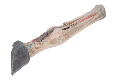 Picior de cal - tendoane, ligamente, vase și nervi - dimensiune 1/3 din natural
