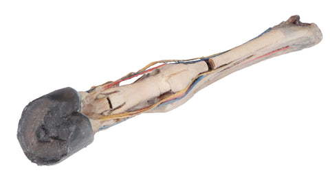 Picior de cal - tendoane, ligamente, vase și nervi - dimensiune 1/3 din natural