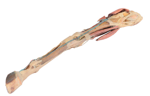 Membru posterior de cal - mușchi, tendoane, ligamente, vase și nervi distali față de articulația genunchiului - 1/3 din dimensiunea naturală