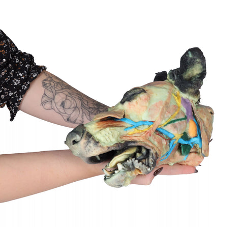 Cap de câine - disecții superficiale și profunde