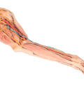 Membrul anterior al câinelui – mușchi, tendoane, ligamente, vase și nervi distal de cot