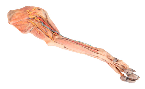 Membrul anterior al câinelui – mușchi, tendoane, ligamente, vase și nervi distal de cot