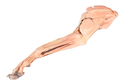 Membrul anterior al câinelui – mușchi, tendoane, ligamente, vase și nervi distal de cot