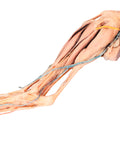 Membrul posterior de câine - mușchi, tendoane, ligamente, vase și nervi distal de articulația genunchiului